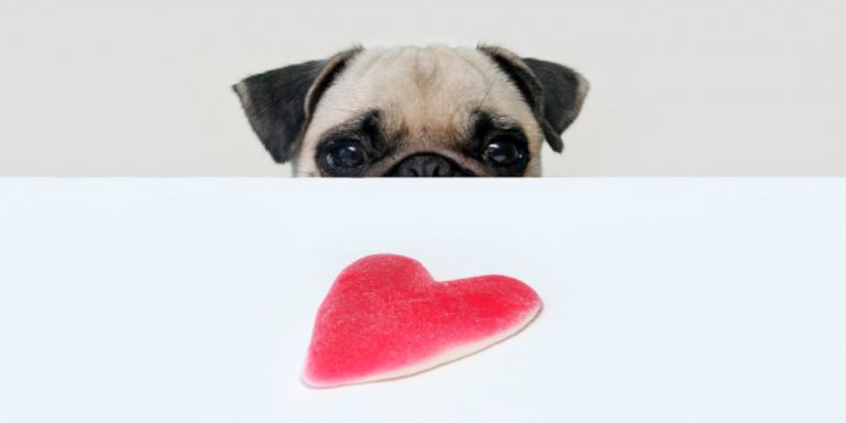 Hvordan kommer vi i kontakt med professionelle idoler?